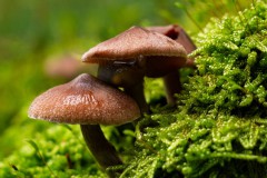 Cortinarius spec.